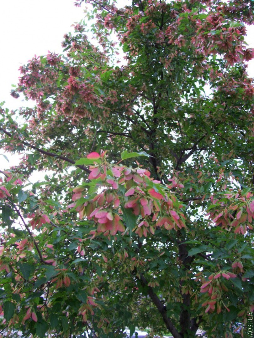 plants 061.JPG