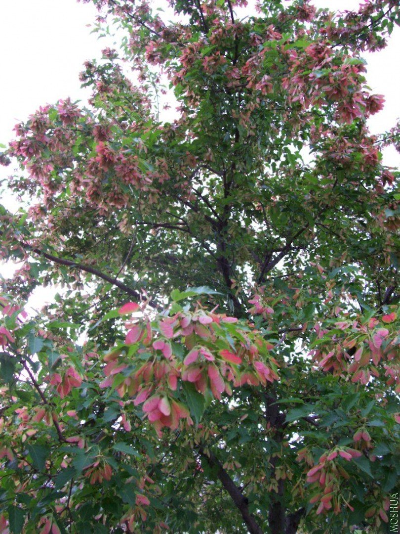 plants 062.JPG