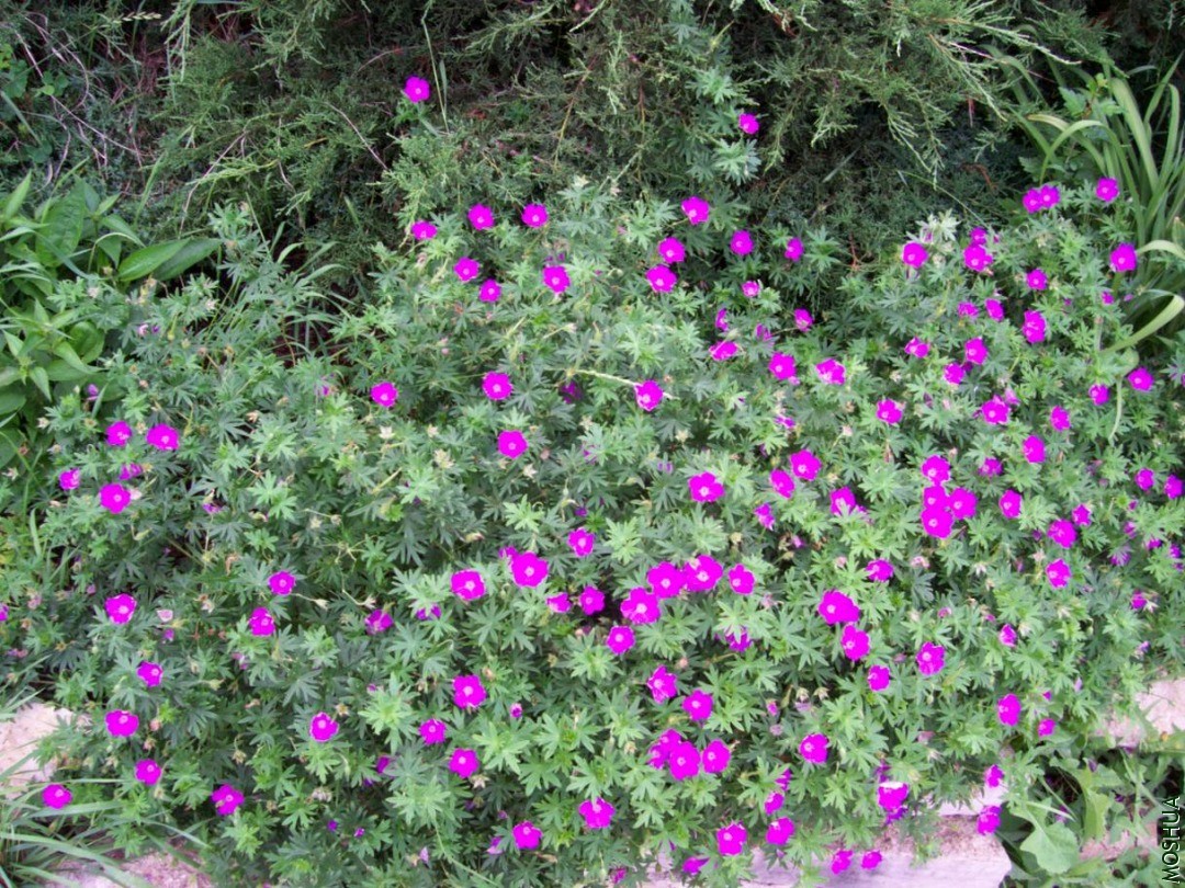 Plants 033.JPG
