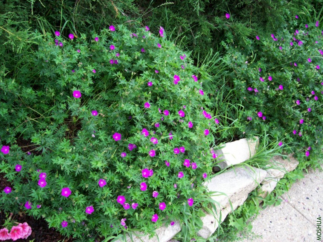 Plants 034.JPG
