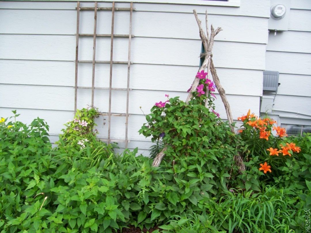 Plants 036.JPG