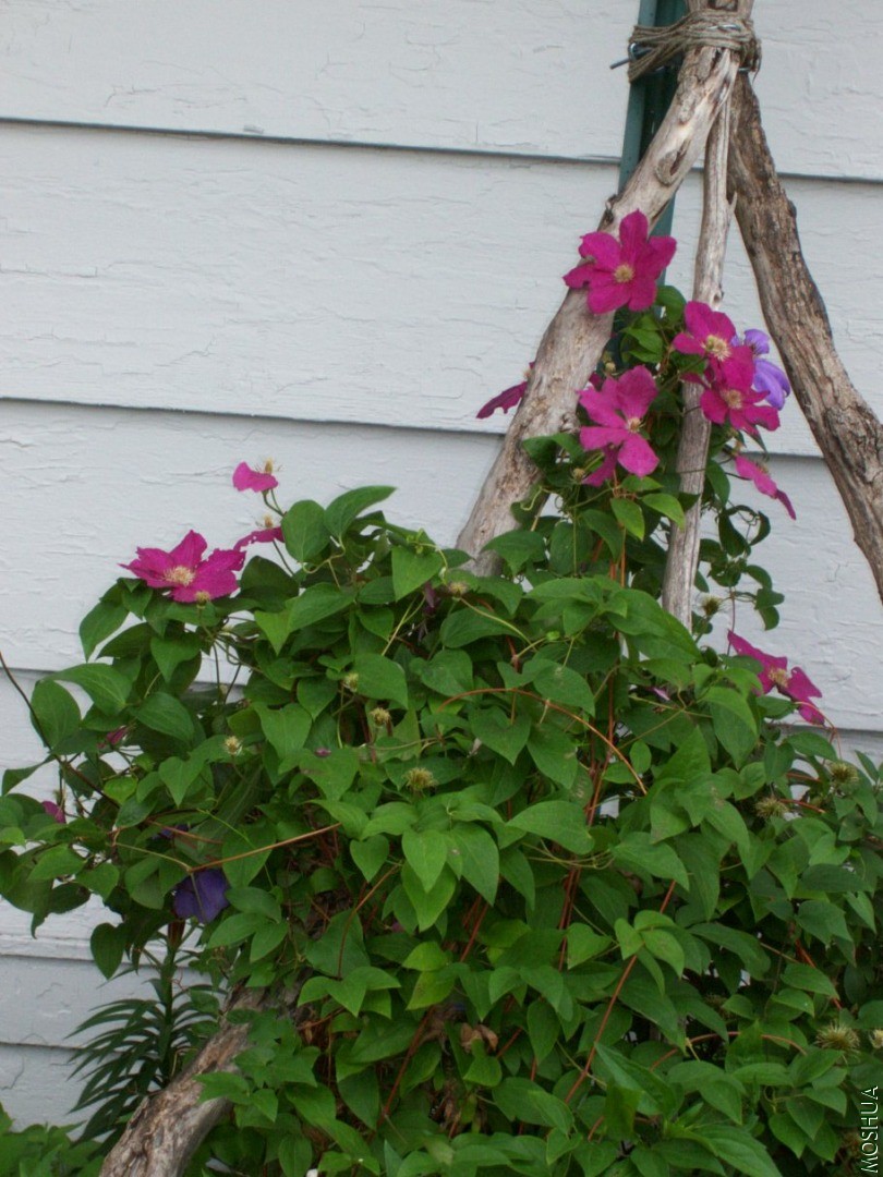 Plants 037.JPG