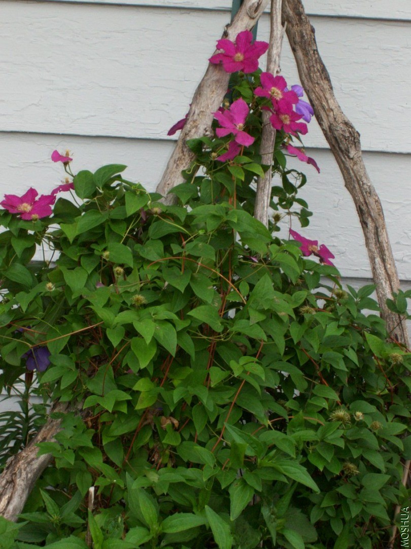 Plants 038.JPG
