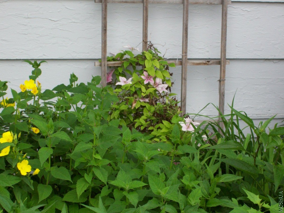 Plants 039.JPG