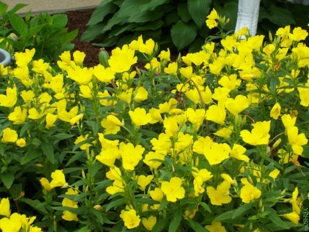 Plants 040.JPG