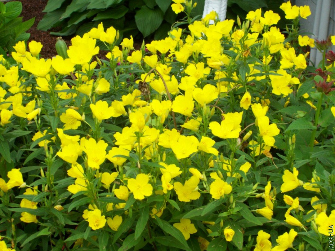Plants 041.JPG