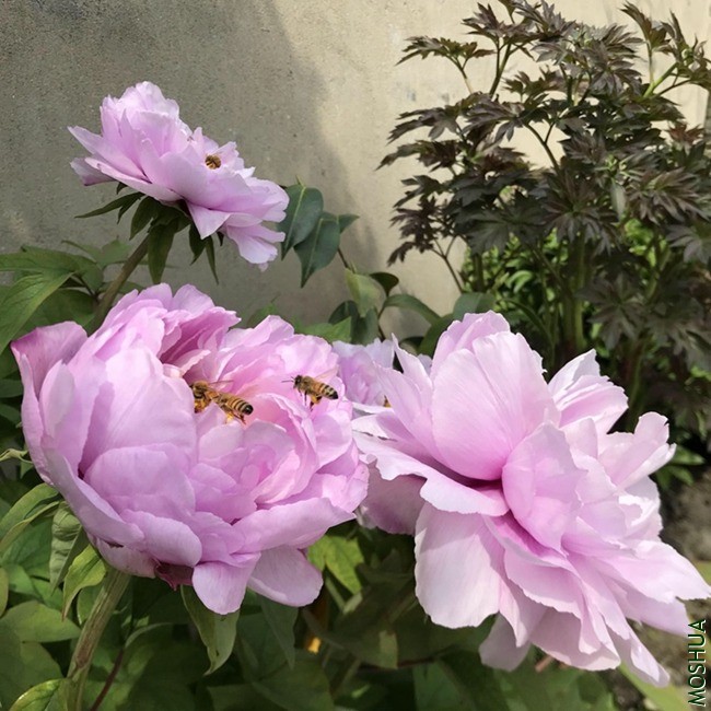 QQͼƬ20200809102946.jpg