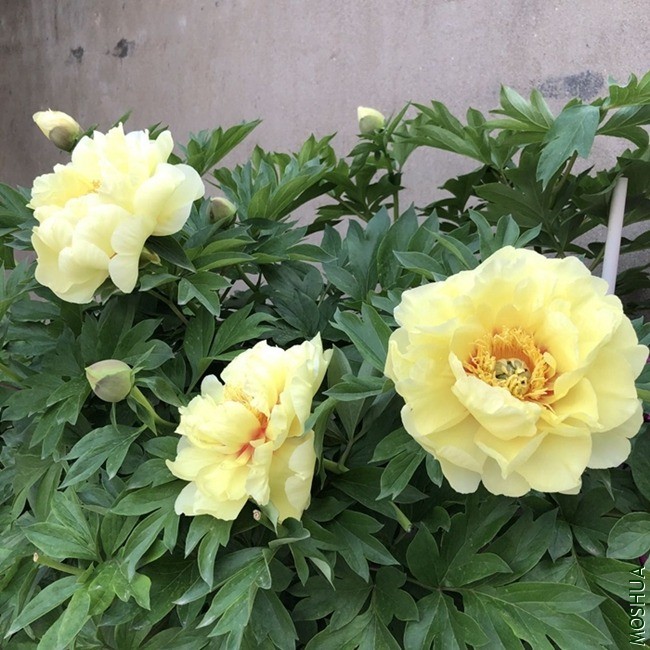 QQͼƬ20200809103021.jpg