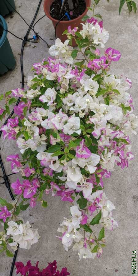 IMG_20200526_063258.jpg
