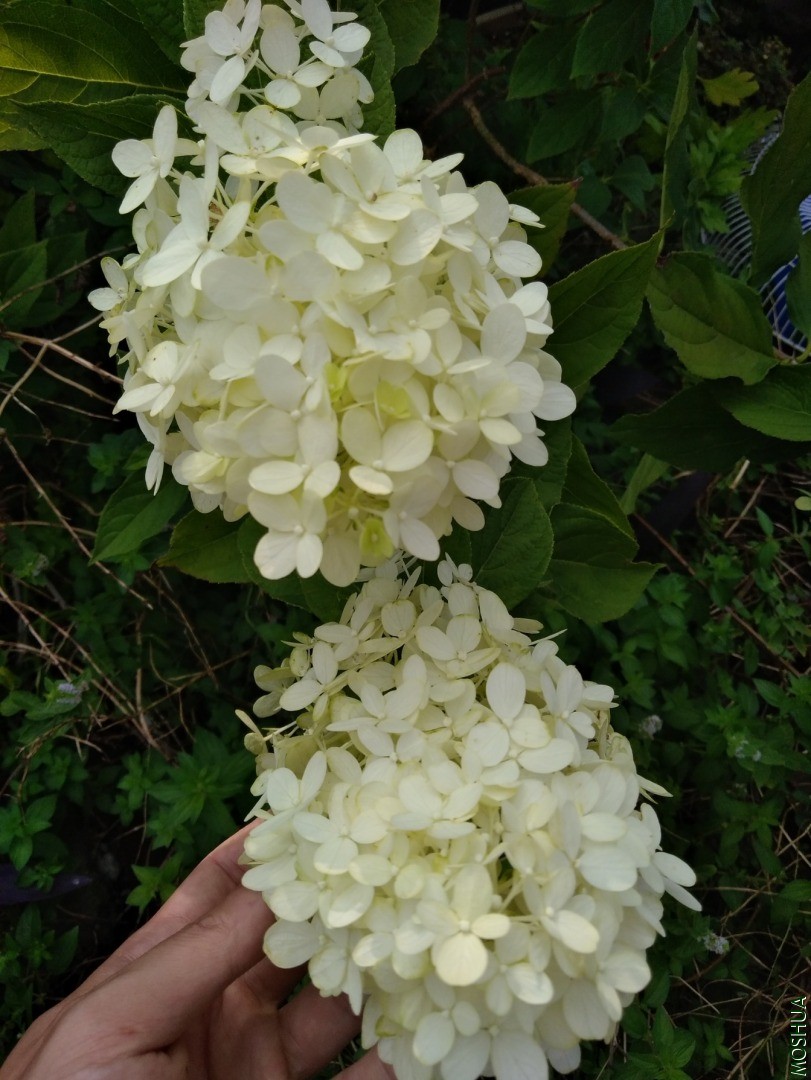 IMG_20200823_082551.jpg