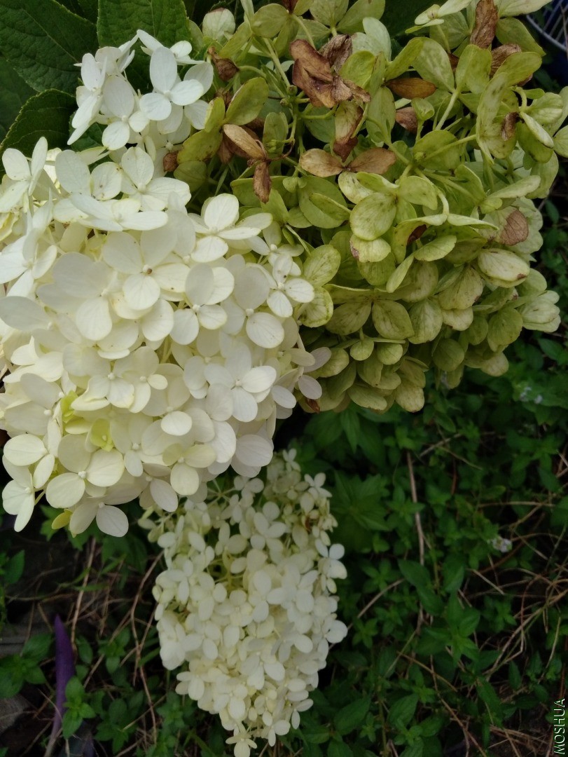 IMG_20200823_082607.jpg