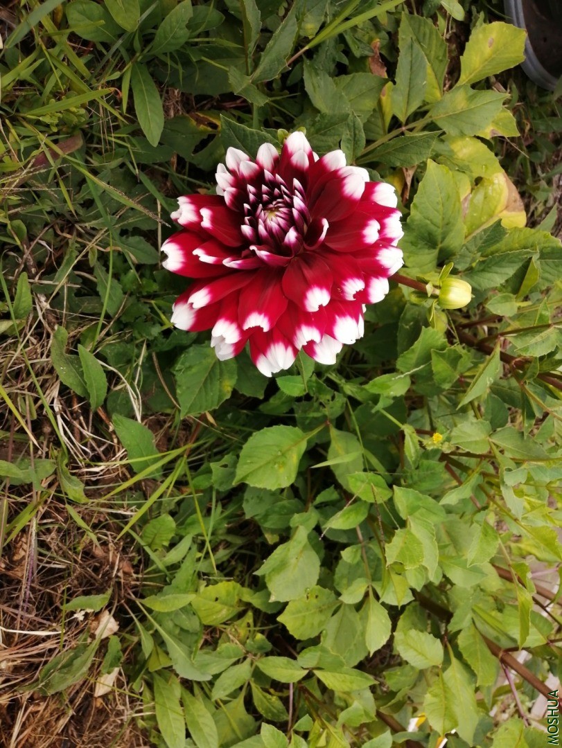 IMG_20200829_094002.jpg