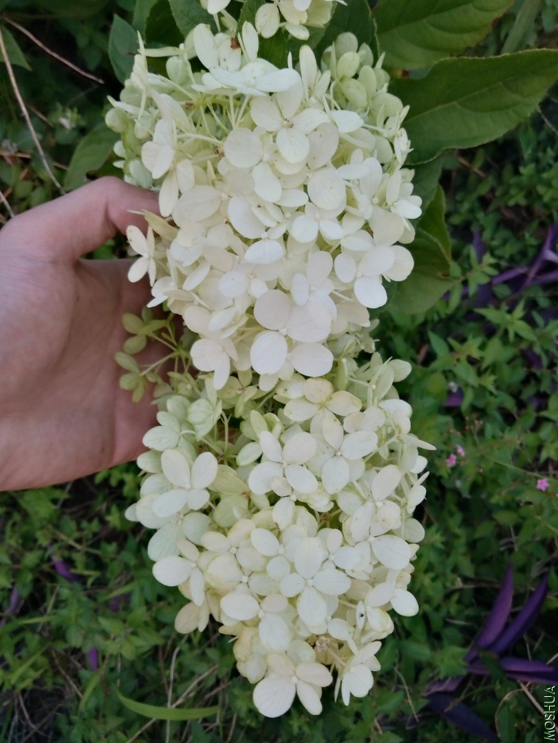 IMG_20200902_181612.jpg