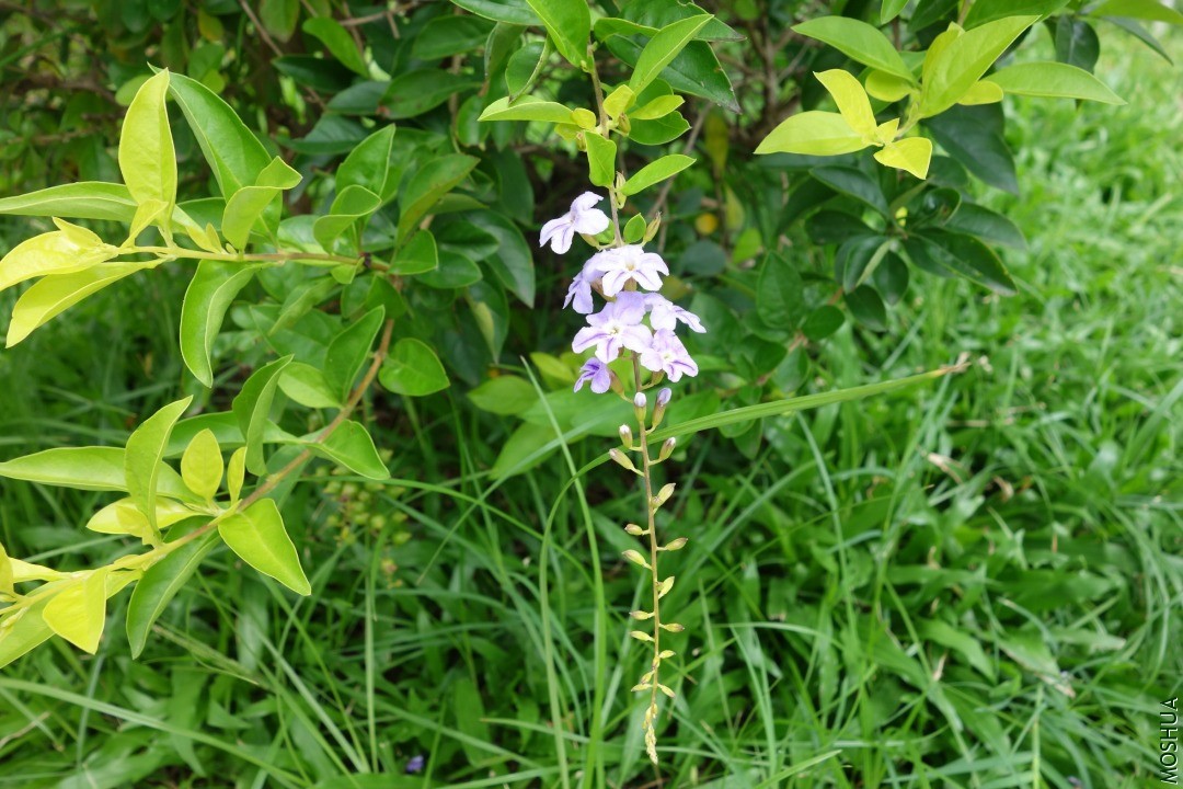 DSC05214.JPG