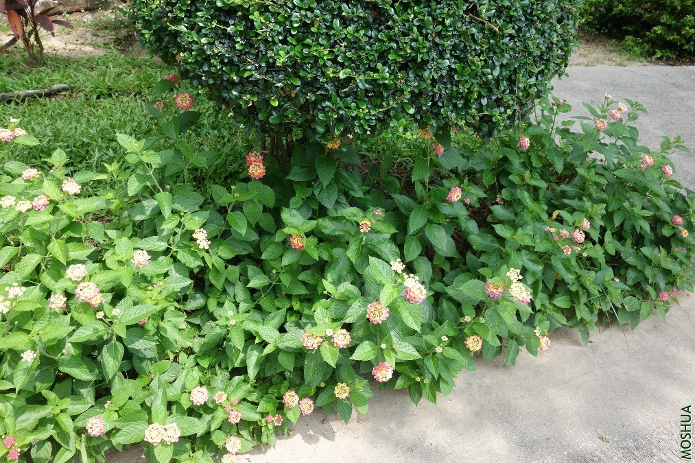 DSC05215.JPG