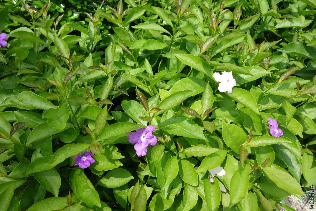 DSC05223.JPG
