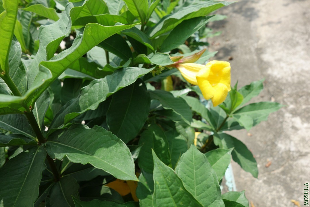 DSC05227.JPG