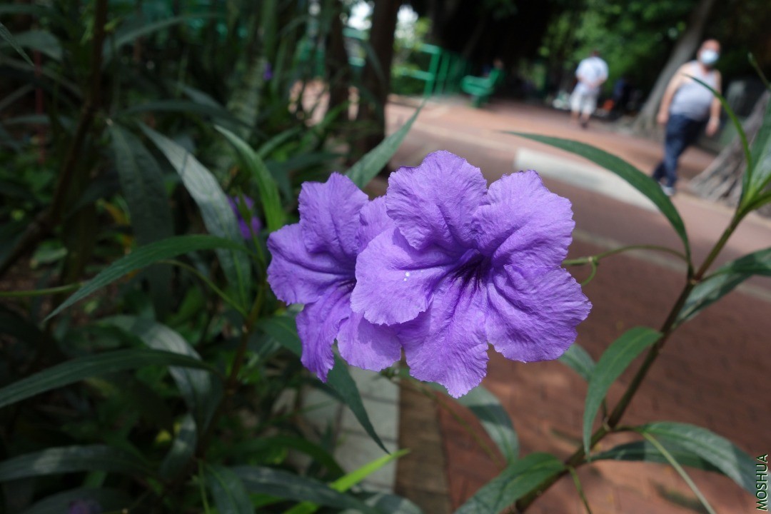 DSC05230.JPG