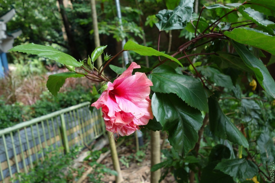 DSC05231.JPG
