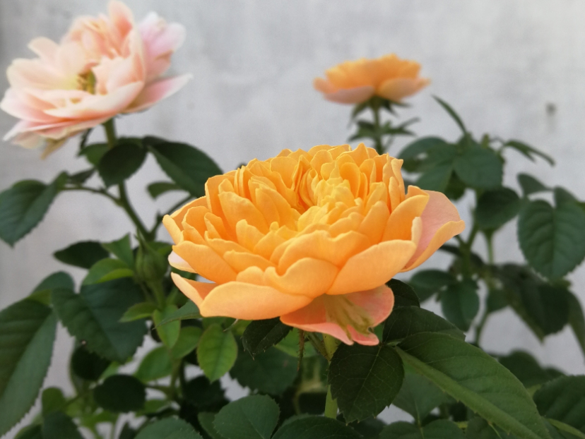 IMG_PITU_20200907_113612.jpg