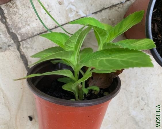 QQ�������ͼ20200911093549.jpg