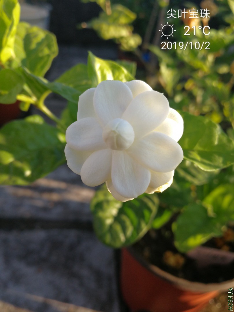 IMG_20191002_070439.jpg