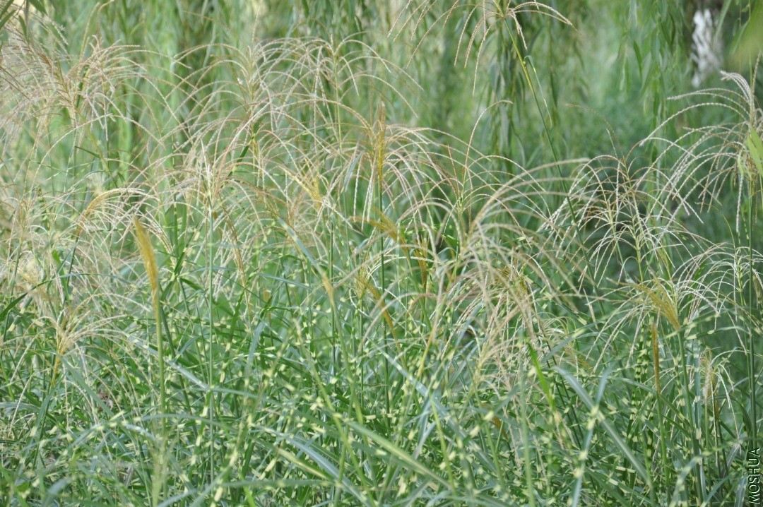 DSC_0287.JPG