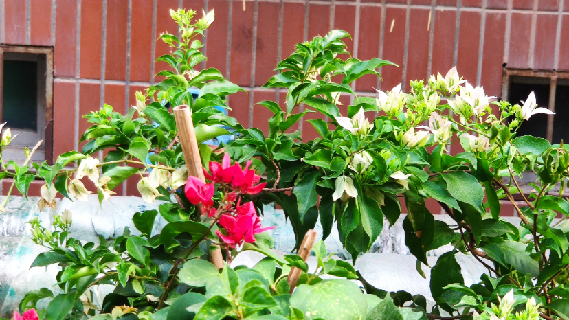 MVIMG_20200922_070515.jpg