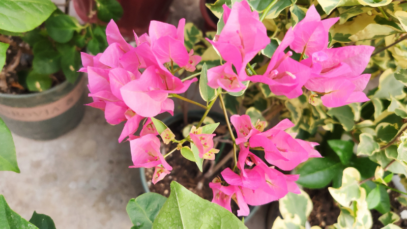 MVIMG_20200922_070629.jpg