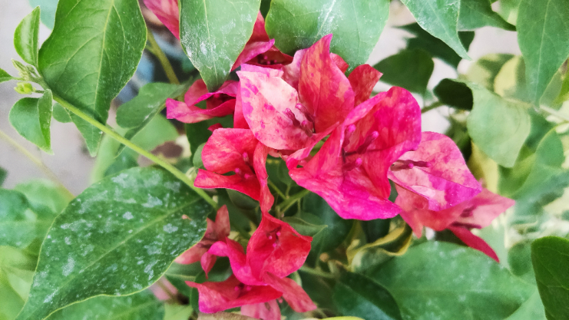 MVIMG_20200922_070614.jpg