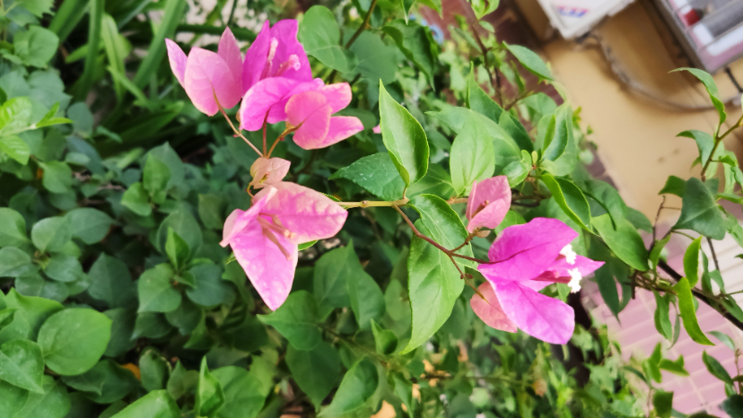 MVIMG_20200922_070502.jpg