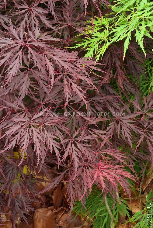 Acer-Red-Dragon-G013838A.jpg