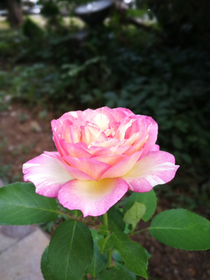 IMG_20200925_161403.jpg