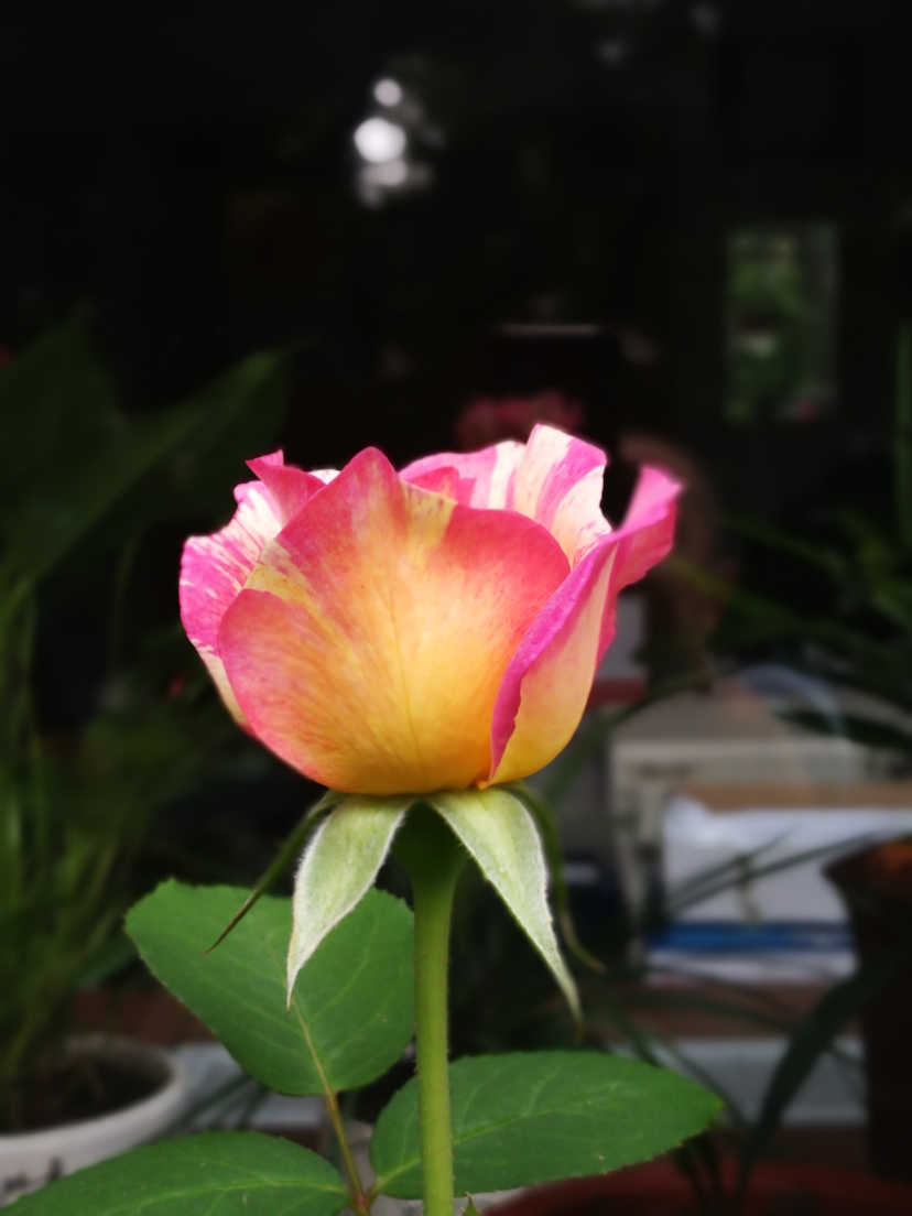 IMG_20200924_112318.jpg