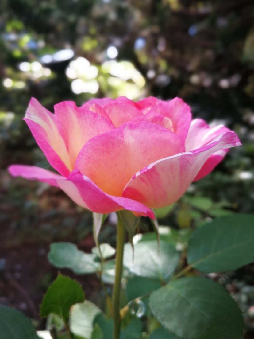 IMG_20200925_083455.jpg