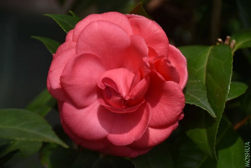 DSC_00010001.JPG