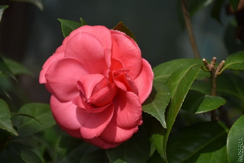 DSC_00030003.JPG