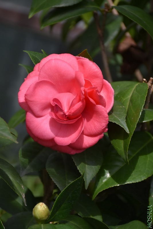 DSC_00200020.JPG