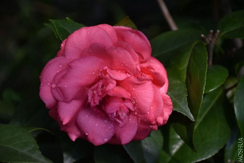 DSC_00560056.JPG