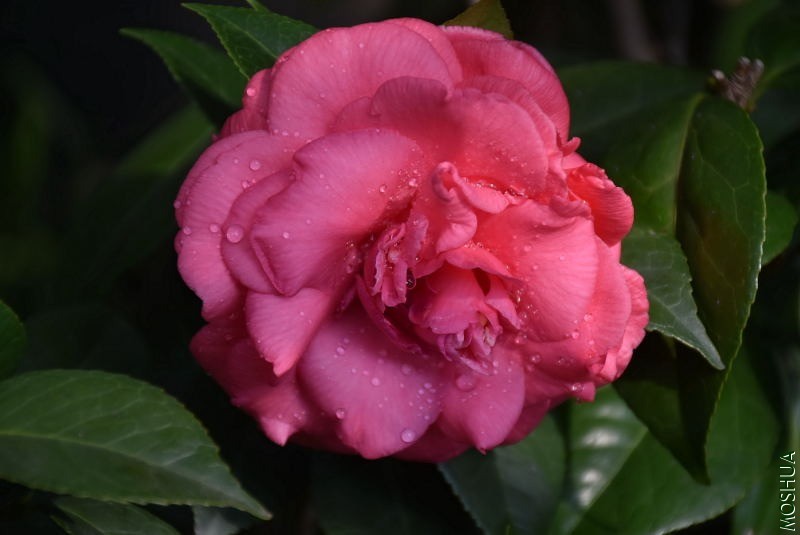 DSC_00530053.JPG
