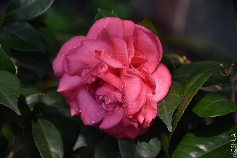 DSC_00550055.JPG