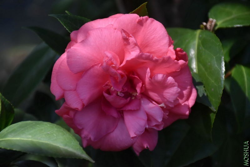 DSC_01740174.JPG