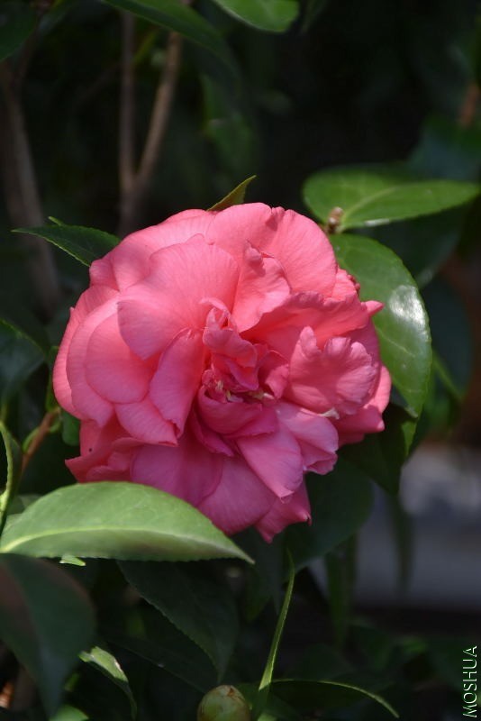 DSC_01760176.JPG
