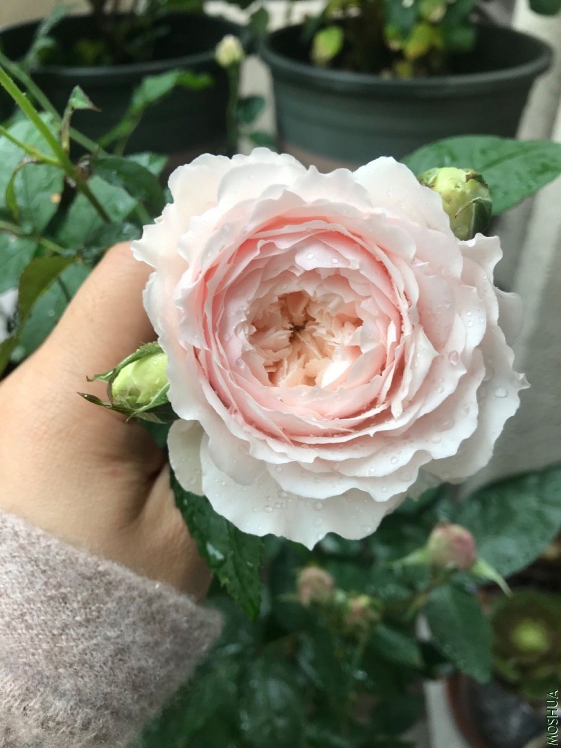 ���D����