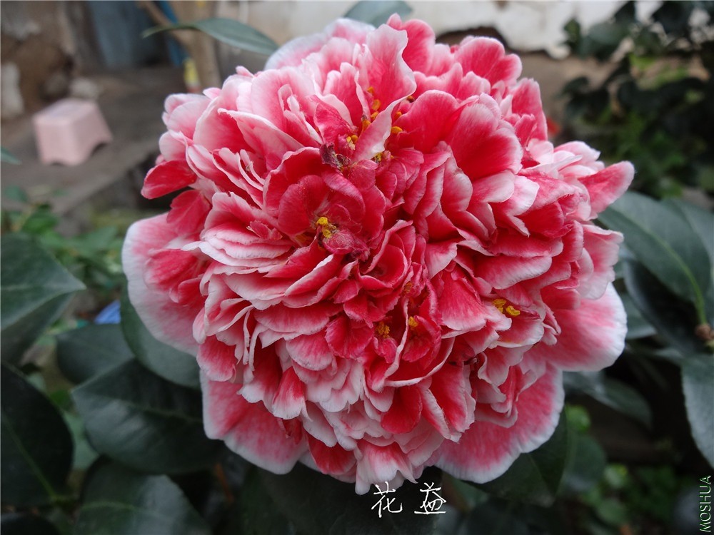 DSC04836 - ����.jpg