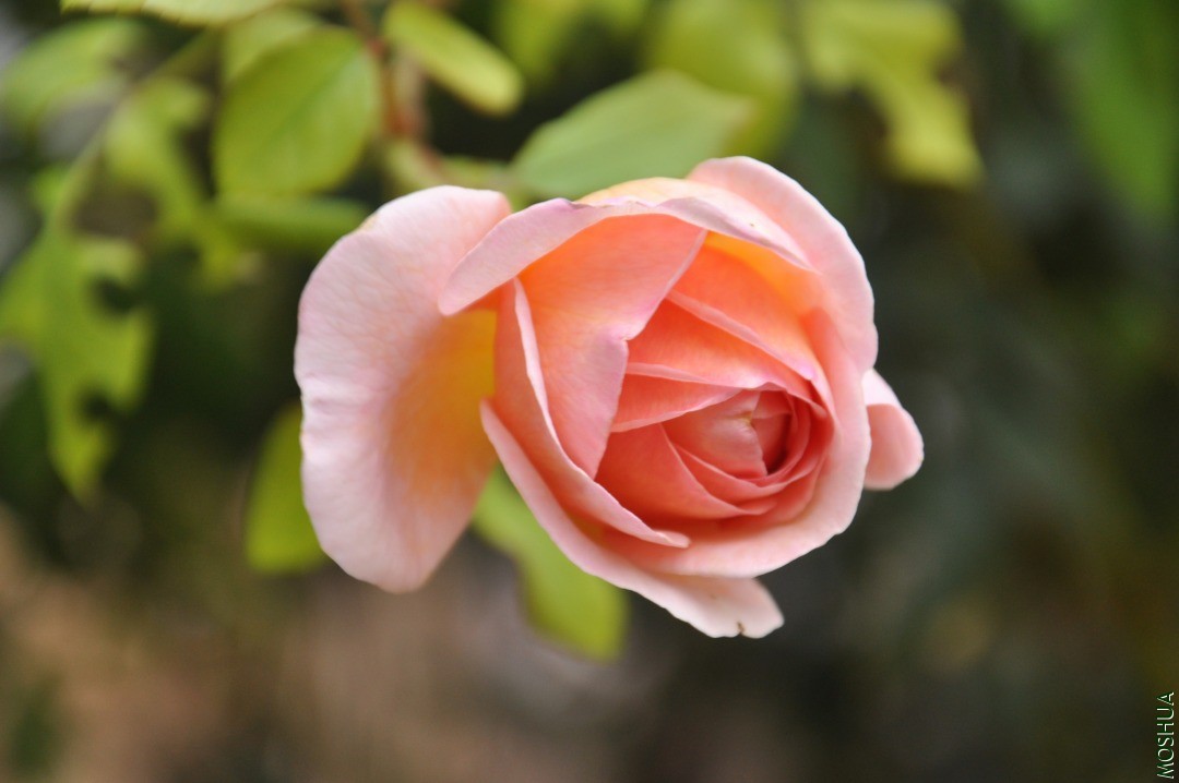 DSC_0289 - ����.JPG