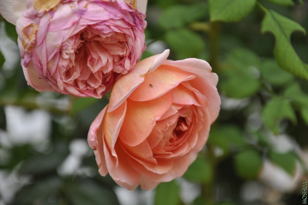 DSC_0290 - ����.JPG