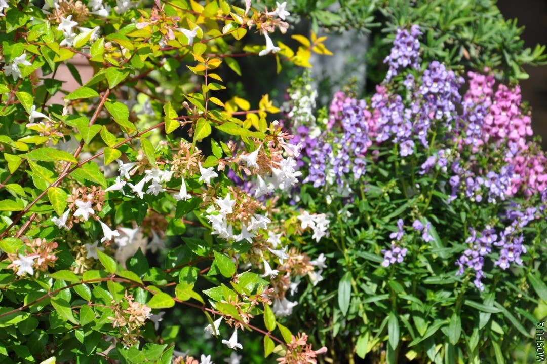 DSC_0291.JPG