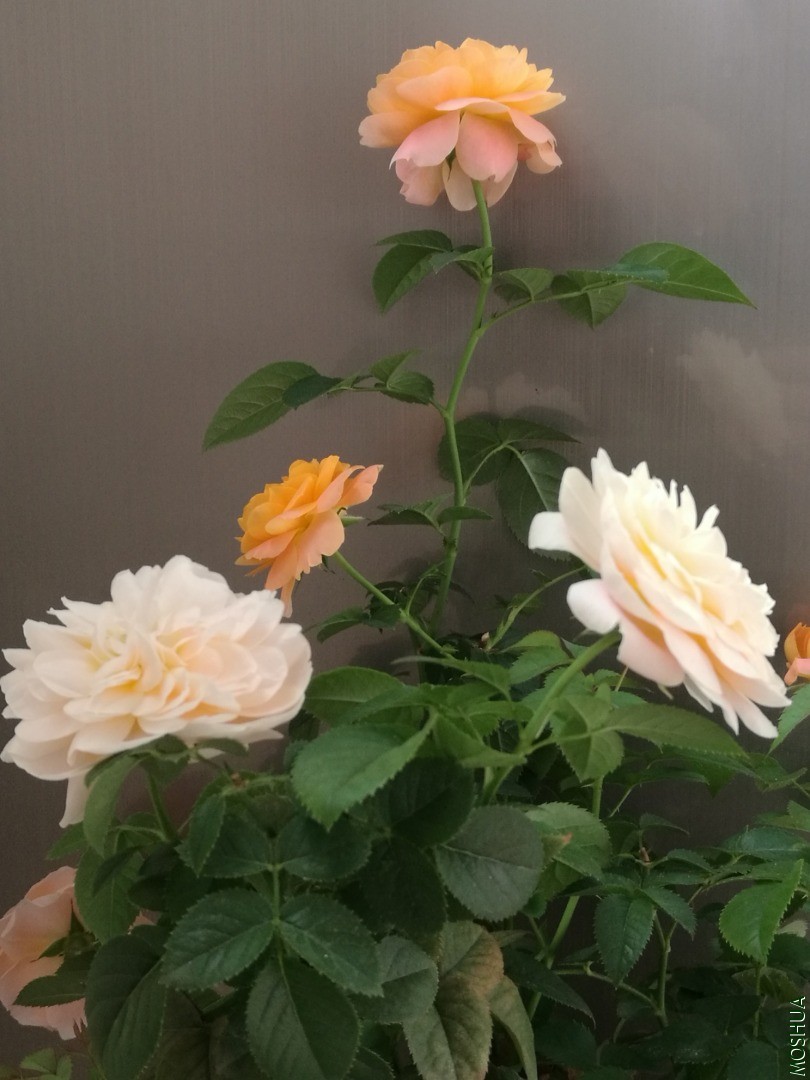IMG_20201005_115255.jpg