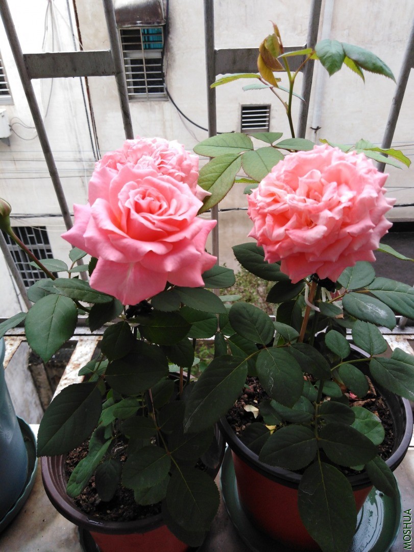 QQͼƬ20201016155049.jpg
